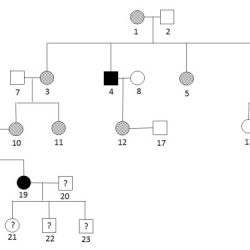 Pedigrees practice human genetic disorders