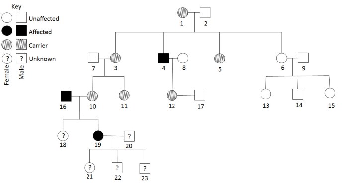 Pedigrees practice human genetic disorders