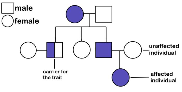 Genetic pedigrees disorders human traits trace inheritance humans ordinary disorder track chart used ppt powerpoint presentation slideserve