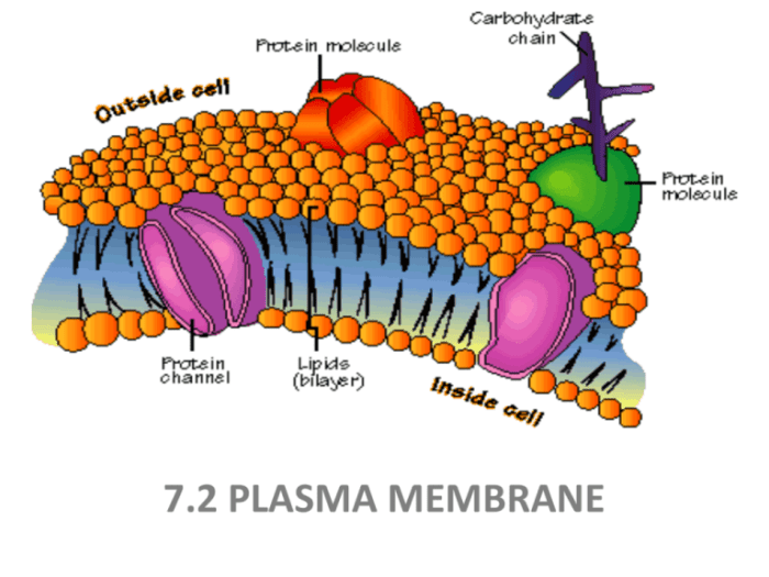 Plasma membrane structure and function worksheet