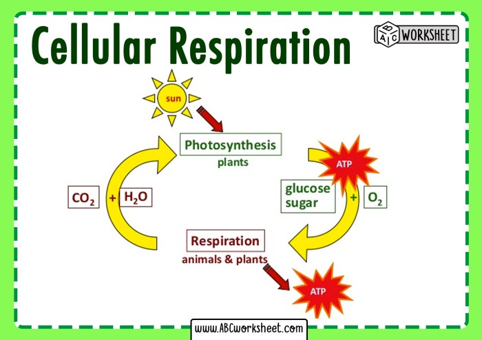 Comparing photosynthesis and cellular respiration answer key