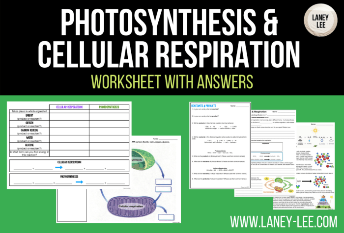 Comparing photosynthesis and cellular respiration answer key