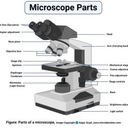 Microscope parts label labeling answers