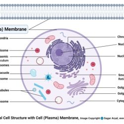 Membrane structure diagram glycocalyx labeled function proteins integral peripheral biology membrana receptors junctions meritnation