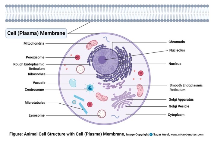 Membrane structure diagram glycocalyx labeled function proteins integral peripheral biology membrana receptors junctions meritnation