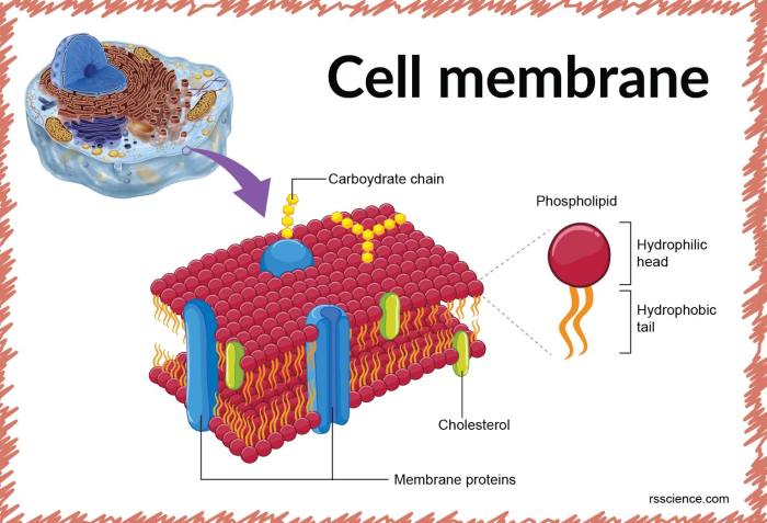 Plasma membrane structure and function worksheet