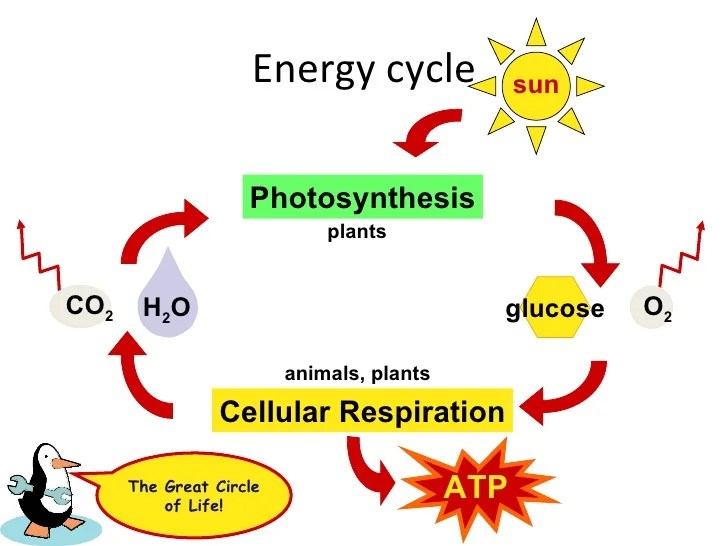 Comparing photosynthesis and cellular respiration answer key